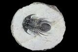 Bargain, Kolihapeltis Trilobite - Rare Species #72893-1